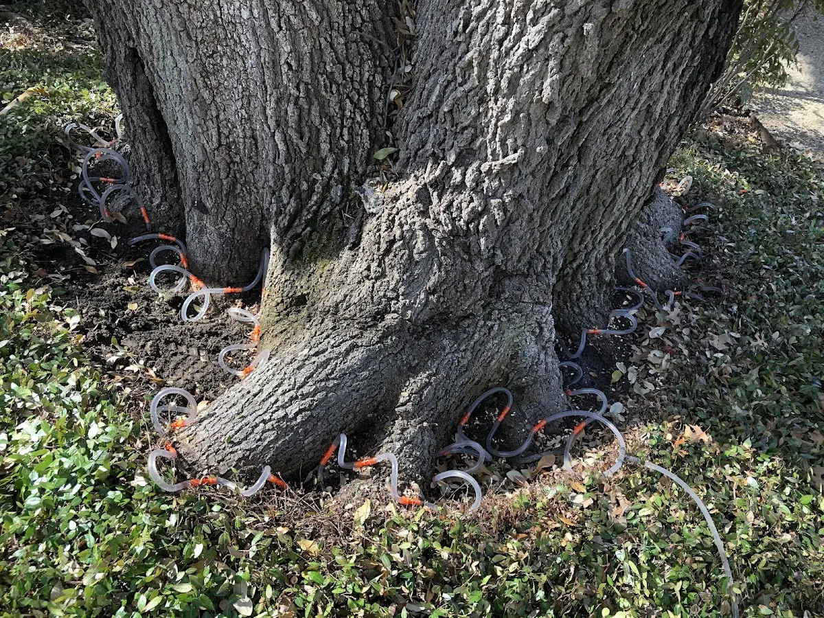 Detailed Tree Cabling and Bracing job site in Port Republic
